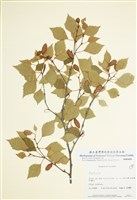 藏品(樺木屬)的圖片